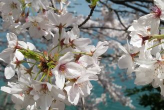 さくらの花