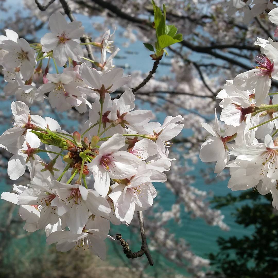 さくらの花