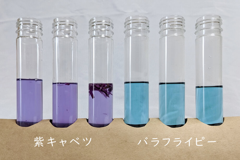 紫キャベツとバタフライピーの色変化実験