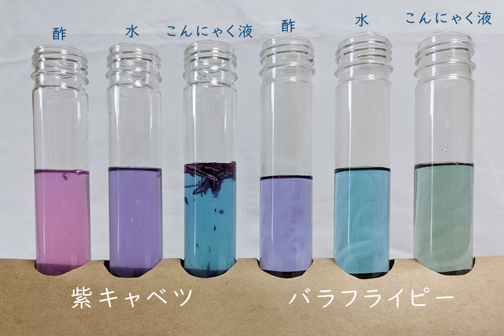 紫キャベツ水とバタフライピーが、酢とこんにゃく液を入れることで色が変わった様子