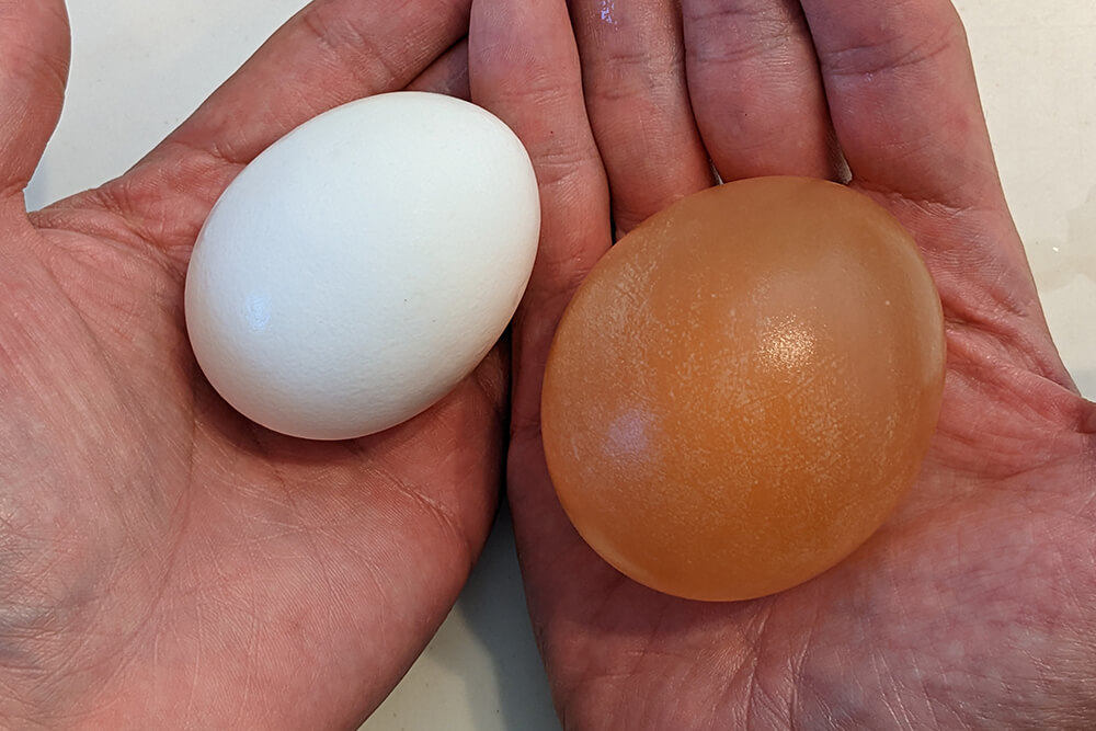 殻付き生卵とスケルトン卵のサイズはスケルトン卵の方が大きい