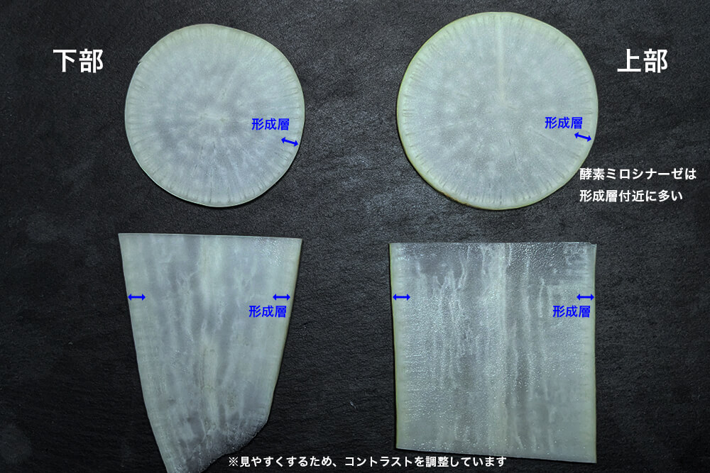 大根を輪切り、縦切りにしたもの。辛味成分をつくる片割れであるミロシナーゼが多く含まれる形成層は皮付近(外側)