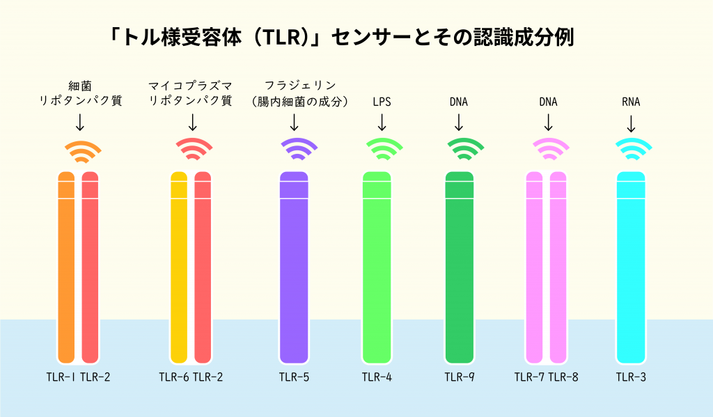 トル様受容体(TLR)センサーとその認識成分例の図